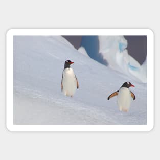 Gentoo Penguins On The Slippery Slope Sticker